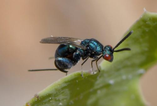 Réf. 284 183 : Chalcimerus borceai
